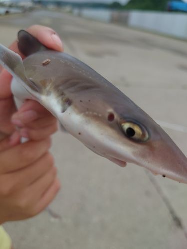 ホシザメの釣果