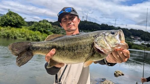 ラージマウスバスの釣果