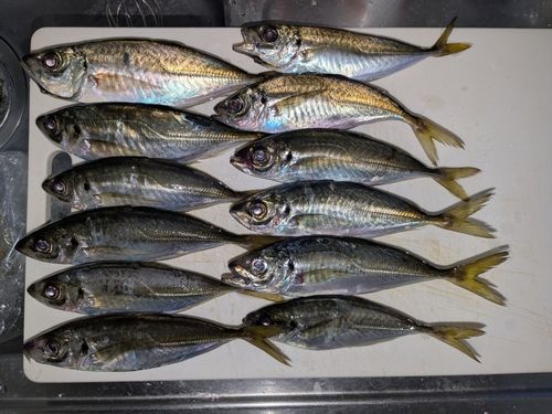 アジの釣果
