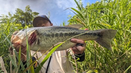 ラージマウスバスの釣果