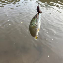 スモールマウスバス