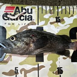 クロソイ