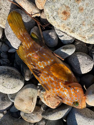 キジハタの釣果