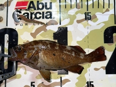 エゾメバルの釣果