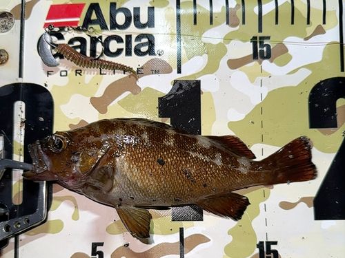 北海道函館水揚げ　エゾメバル20枚 北海道函館水揚げ エゾメバル20枚