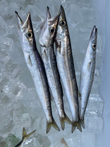 カマスの釣果