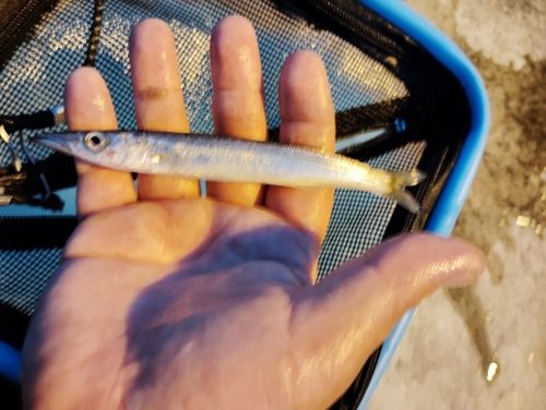 アカカマスの釣果