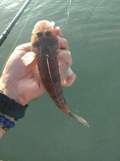 イネゴチの釣果