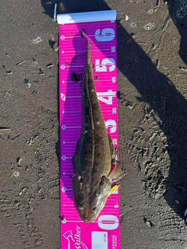 マゴチの釣果