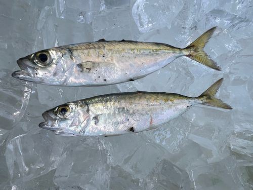 マルアジの釣果