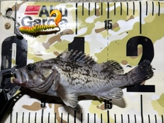 クロソイの釣果