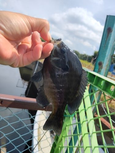 ブルーギルの釣果