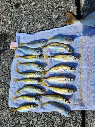 アジの釣果