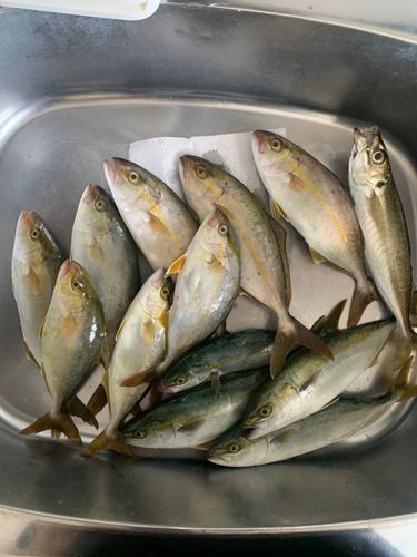 釣果