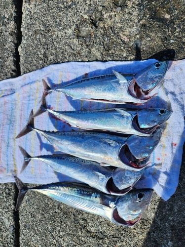 ソウダガツオの釣果