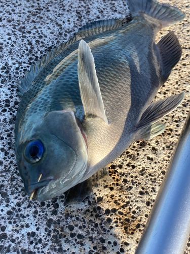 メジナの釣果