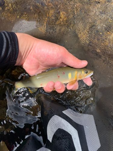 アユの釣果