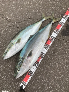 ワラサの釣果