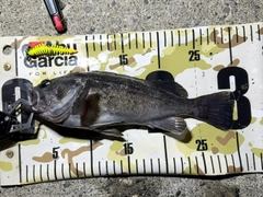 クロソイの釣果