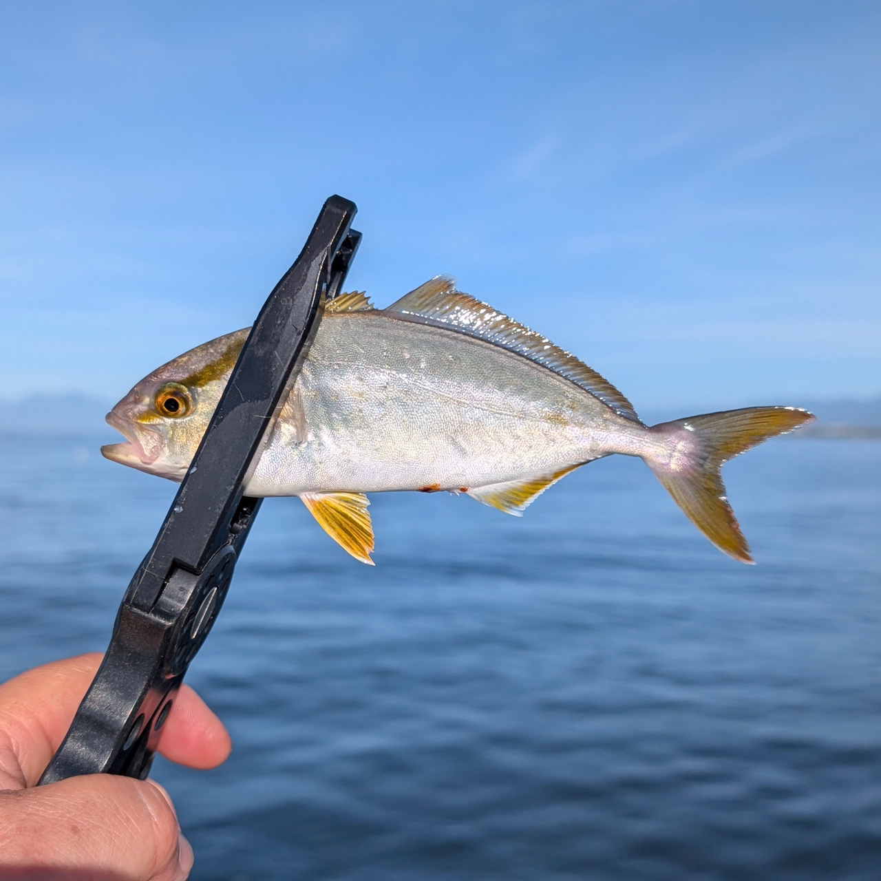 【アキカン❗️】SHIMANO 19 ソアレBB アジング S74L-S Amazon | シマノ(SHIMANO) アジングロッド ソアレSS アジング