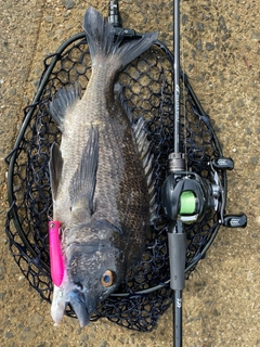 チヌの釣果