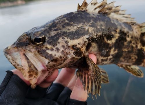タケノコメバルの釣果