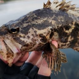 タケノコメバル