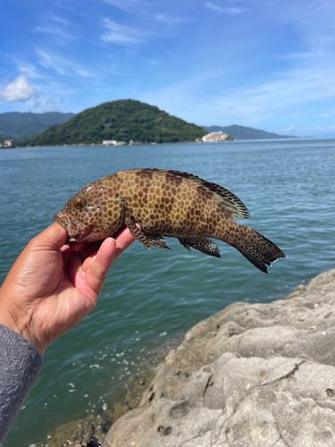 オオモンハタの釣果