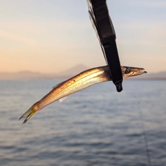 カマスの釣果