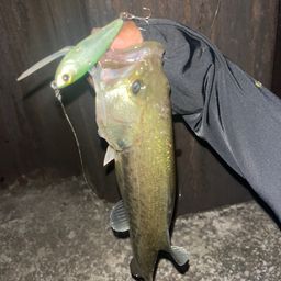 ラージマウスバス