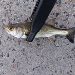 セイゴ（マルスズキ）