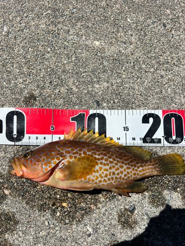 オオモンハタの釣果