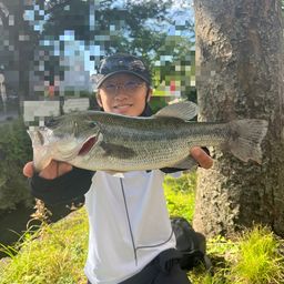 ラージマウスバス