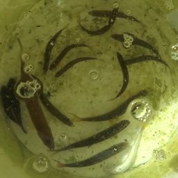 アユ