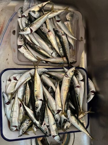 サバの釣果