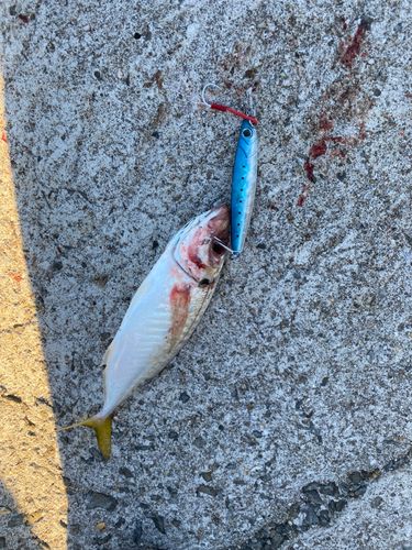 釣果