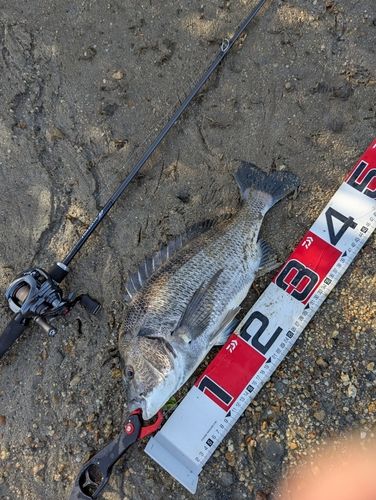 クロダイの釣果