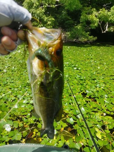 ブラックバスの釣果