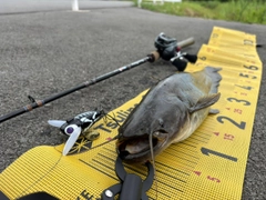ナマズの釣果