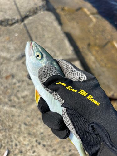モジャコの釣果