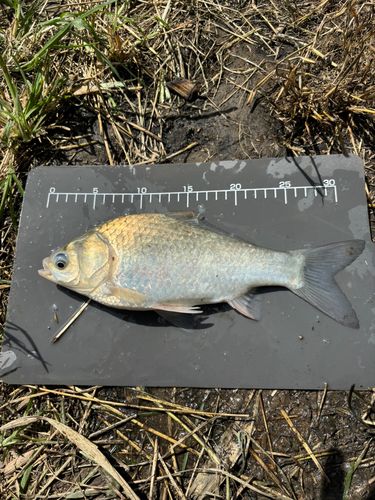 ヘラブナの釣果