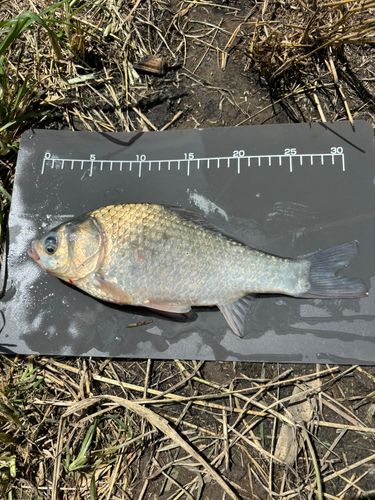 ヘラブナの釣果