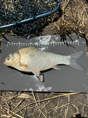 ヘラブナの釣果