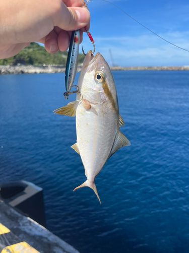 カンパチの釣果