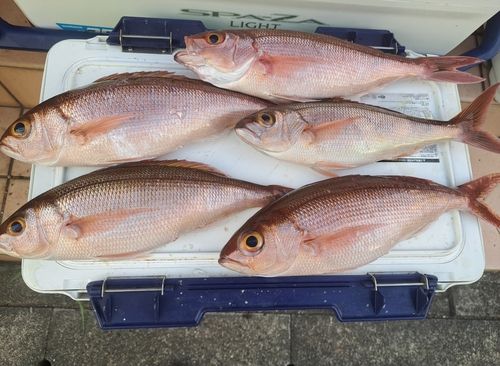 ヒメダイの釣果
