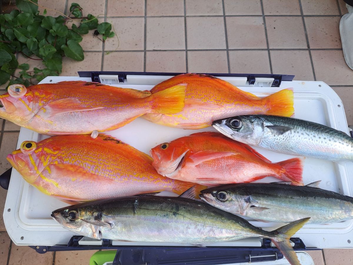 よひーさんの釣果 3枚目の画像