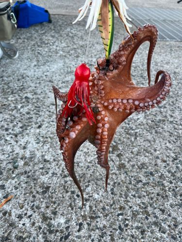 タコの釣果