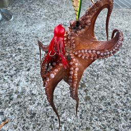 タコ