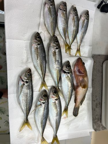 アジの釣果
