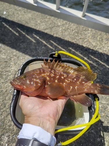 キジハタの釣果